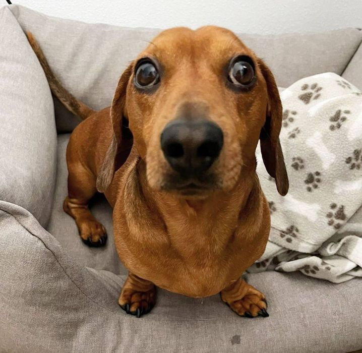 Руді таксята  дівчатка і хлопчики