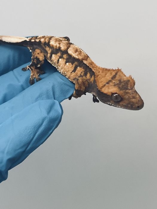 Gekon orzęsiony samiec harlequin