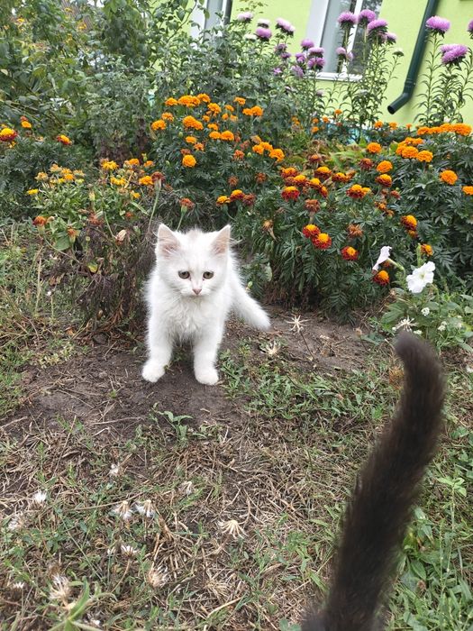 Біленькі кошенята