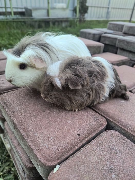 Морская свинка порода Коронет