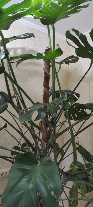 Монстера делікатесна.