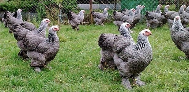 Яйце інкубаційне Брама темна