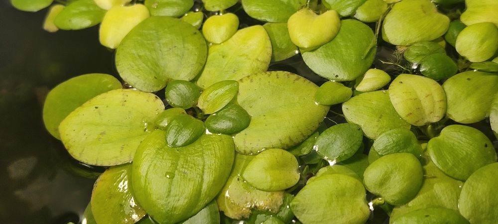 Аквариумные водоросли Лимнобиум