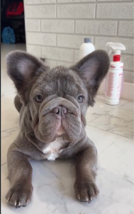 Вʼязка Французький бульдог