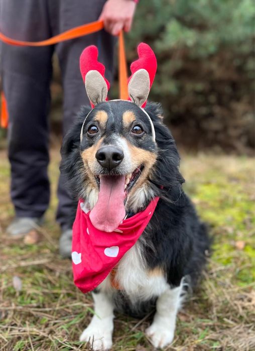 Klusio - krótkołapki pieseczek ideał do adopcji