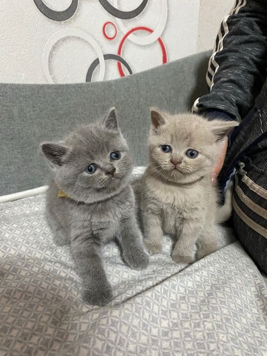 Шотландські котята