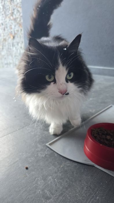 Гарна пухнаста киця в добрі руки