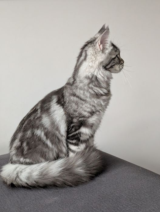 Kotka czarny klasyk Maine Coon. Opcja hodowlana .Zapraszamy