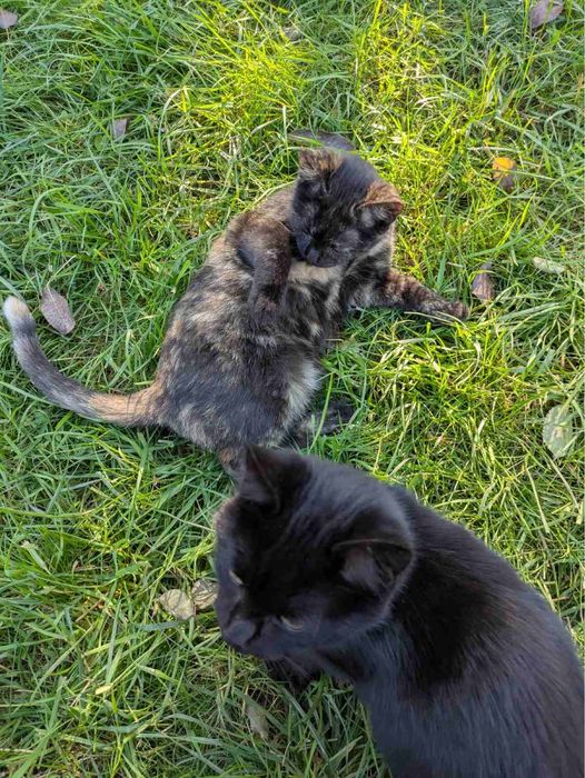 Кошенята, домашні улюбленці