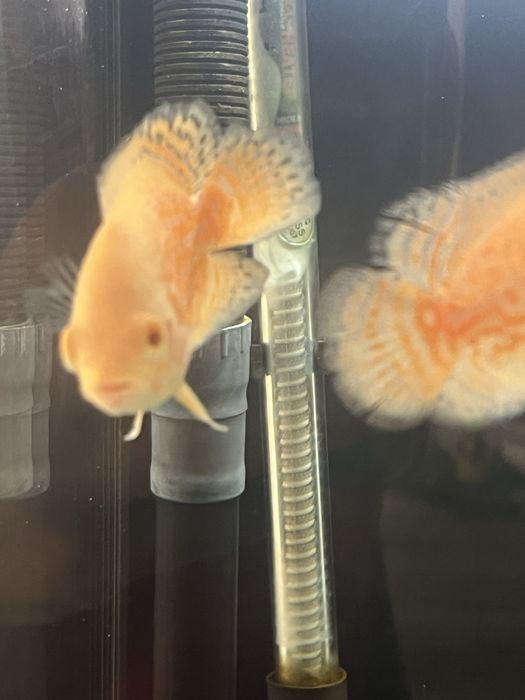 Oscar Red tiger/red Nemo/ red chilli GRADE A