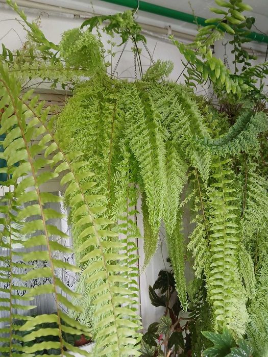 Vendo Plantas variadas