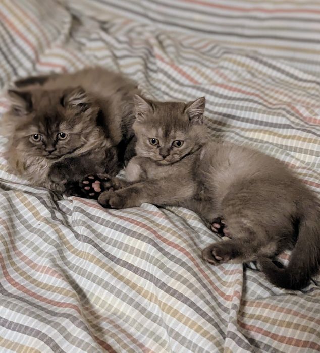 Шотландские котята тикированная шиншила