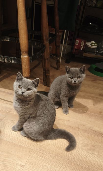 Kociak szkocki prostouchy