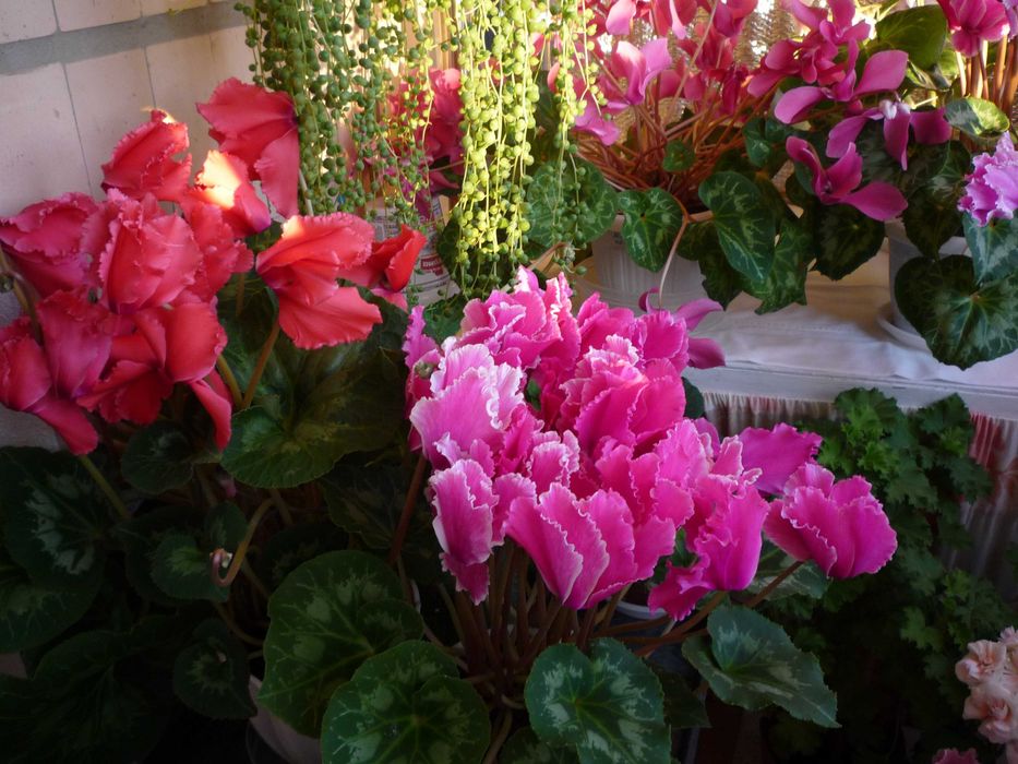 Предлагаю, семена с французских цикламенов.