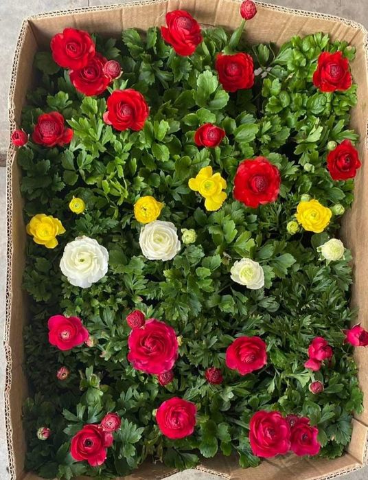 В наявності Лютик