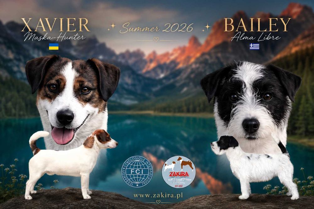 Jack Russell Terrier ZKwP| ZAKIRA FCI | SUCZKA gotowa do odbioru