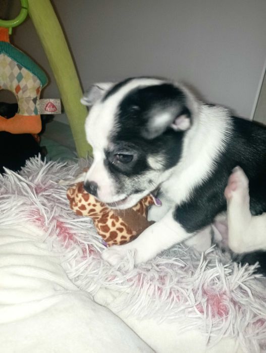 Suczka Chihuahua krótkowłosa