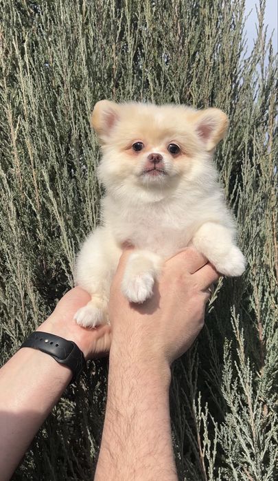 Хлопчик Шпіц кремовий