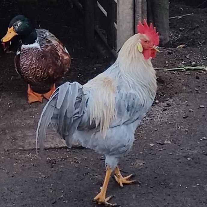 Galo Leghorn 5 meses