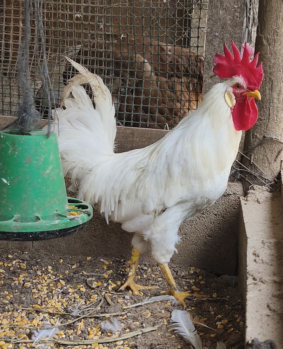 Machos Leghorn White