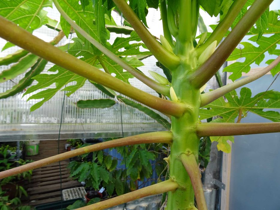 plantas de papaya da montanha