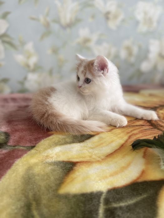 Скоттиш страйт облочко