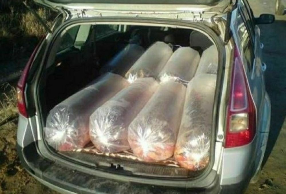 Legendarny Karp zatorski od 1-3 kg sztuka do konsumpcji  już dostępny