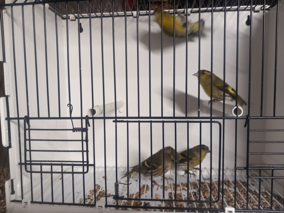 Czyż, czyżyki europejskie