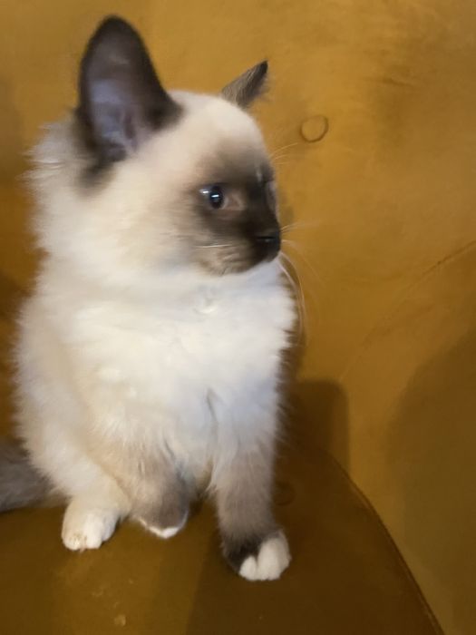 Koteczka  kot Ragdoll Ragdolle
