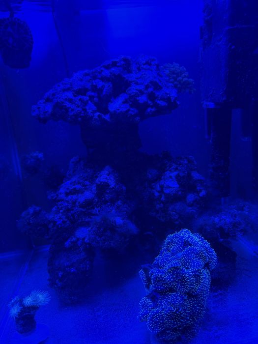 Żywa skała akwarium morskie