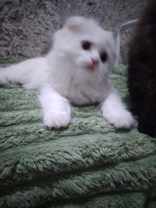 Біленький шотландик