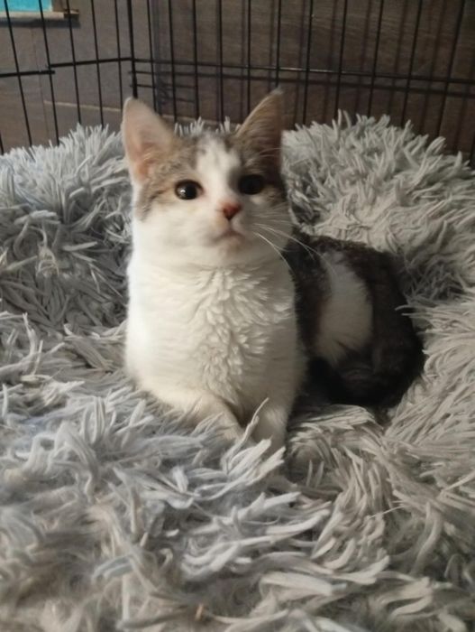 Maluteńka kotka szuka domu.