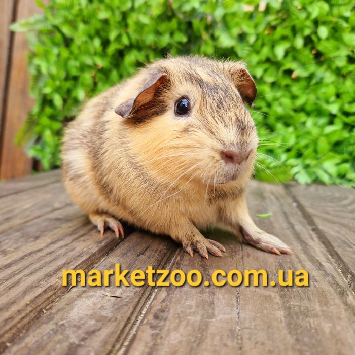 Шикарньій мальчик с висячими ушками