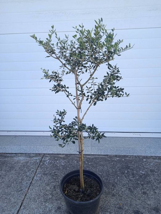 Vendo oliveiras bonitas para jardim ou em vaso grande