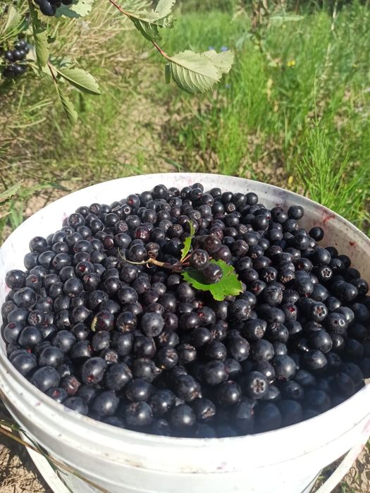 Aronia. Wysyłka kurierem lub paczkomatem pod adres. Szybka dostawa.