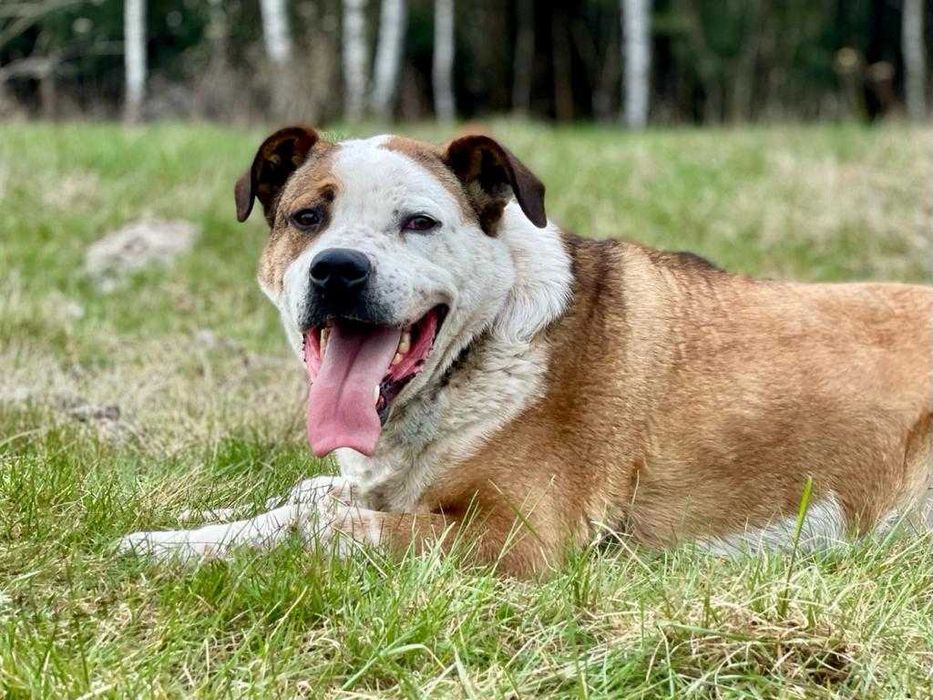 BATON - wesoły psiak w typie TTB szuka domku :)