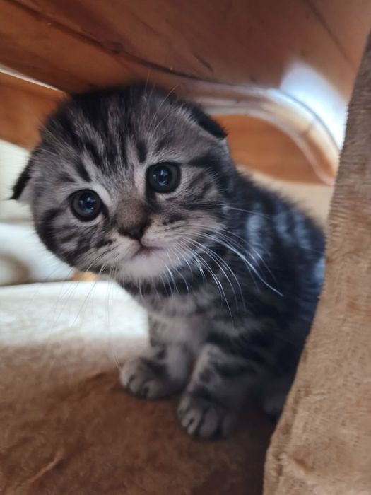 Шотландские мраморные котята