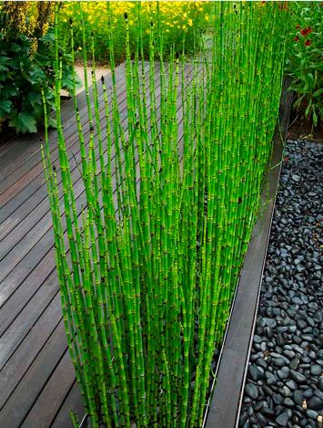 Canas cavalinha  jardim