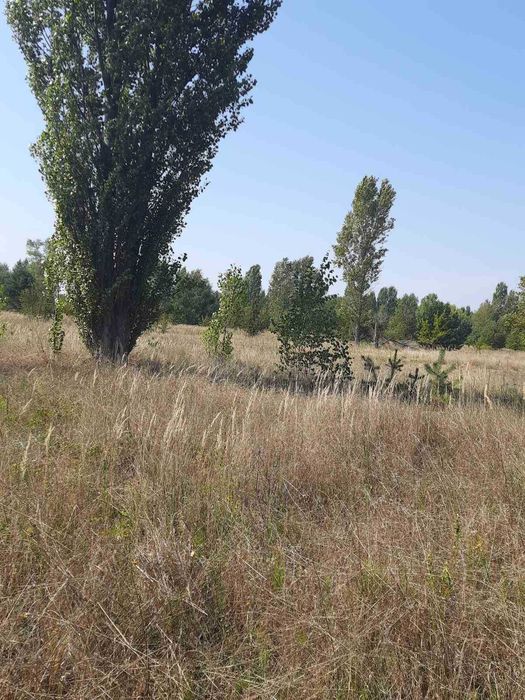 Лісовичі ( Вишгородський) 6 га, ОСГ,  з лісом на ділянці