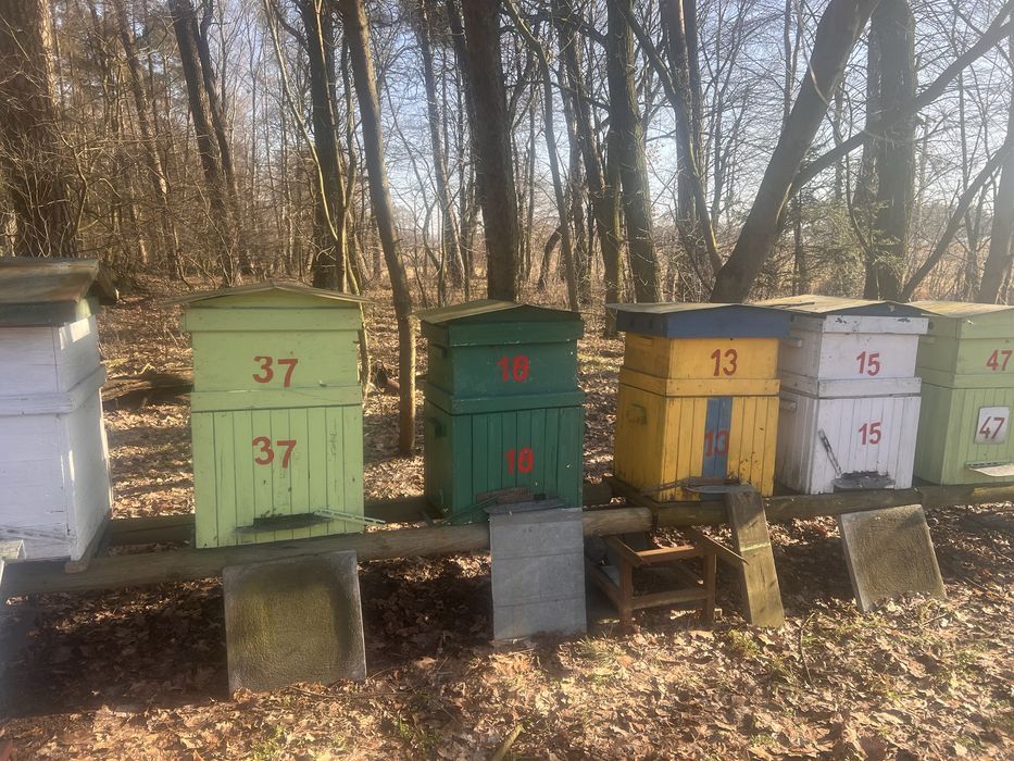 Sprzedam Ule z rodziną pszczelą
