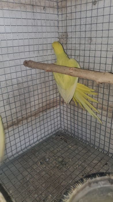 cedo ring necks sexados