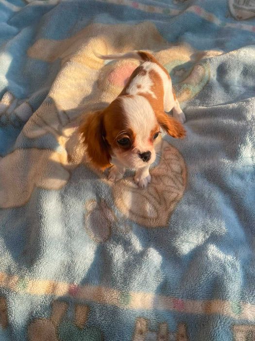 Cavalier King Charles Spaniel*Śliczny piesek