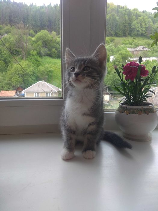 Терміново! Шукаємо добрих господарів кошеняті Томі