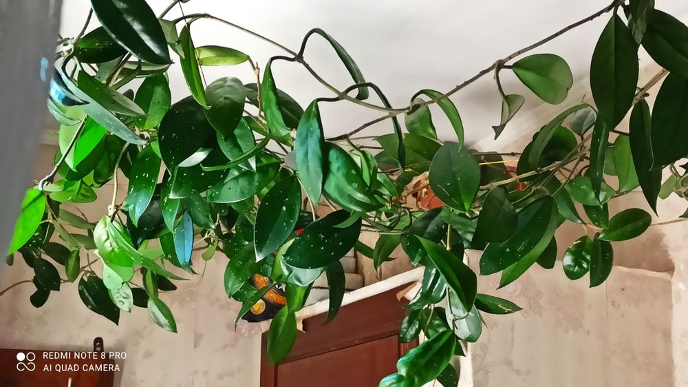 Хойя Карноза (мясистая)