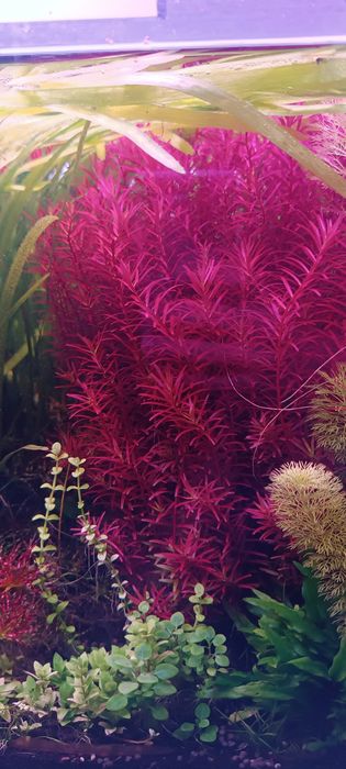 Pack de plantas de aquário