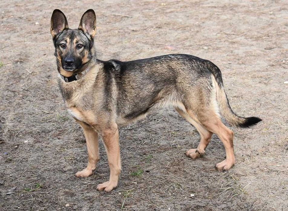 Frytka - boi się swojego cienia