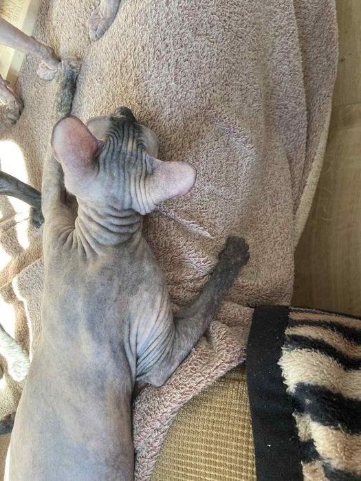 Sfinks doński gumeczki