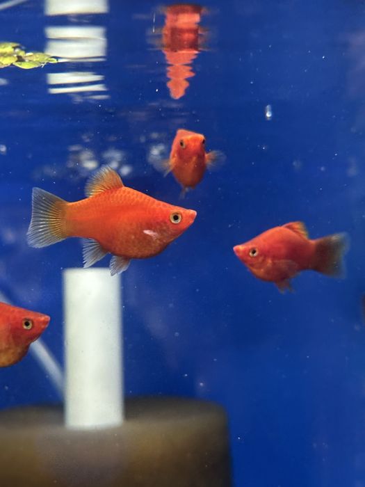 Platka koralowa od max zoo julianowska 41