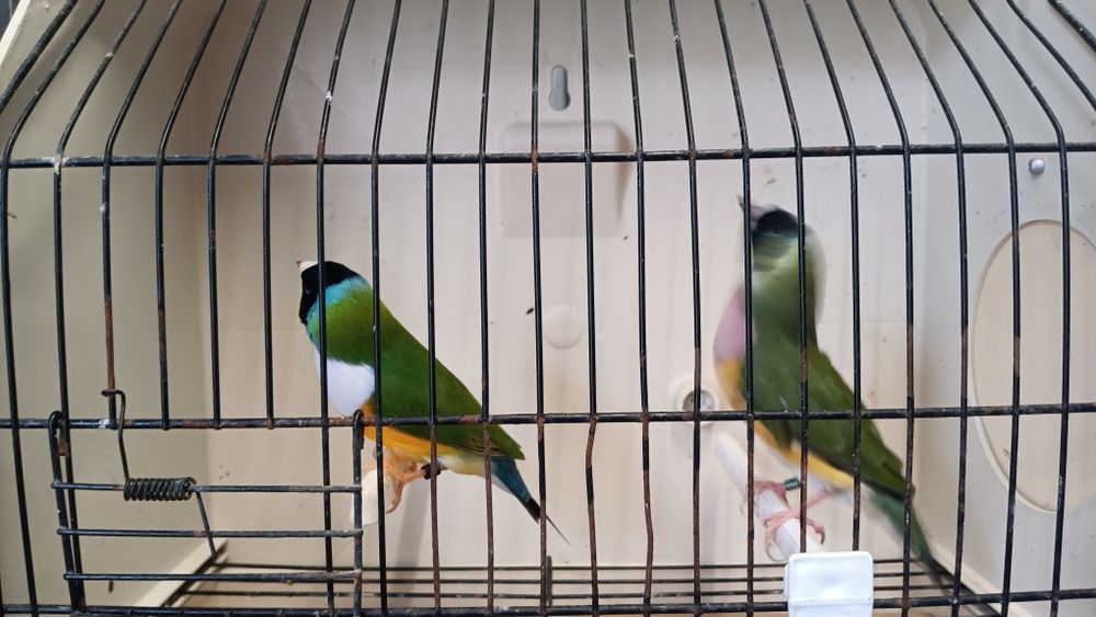 Diamantes de Gould