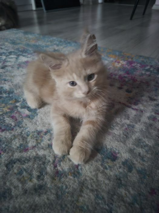 Maine coon 2 ostatnie kocurki